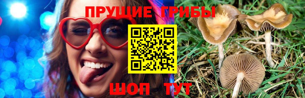 Псилоцибиновые грибы мицелий  купить наркоту  Железногорск  Вход с VPN 